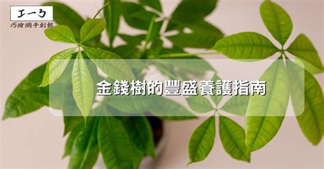 金錢兜樹|金錢樹的豐盛養護指南：吸引財富與繁榮 